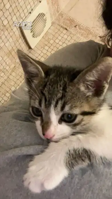 Chaton 2 mois Male a adopter in فاس, MOROCCO | Azifo