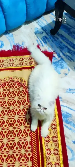 Persan in الدار البيضاء, MOROCCO | Azifo
