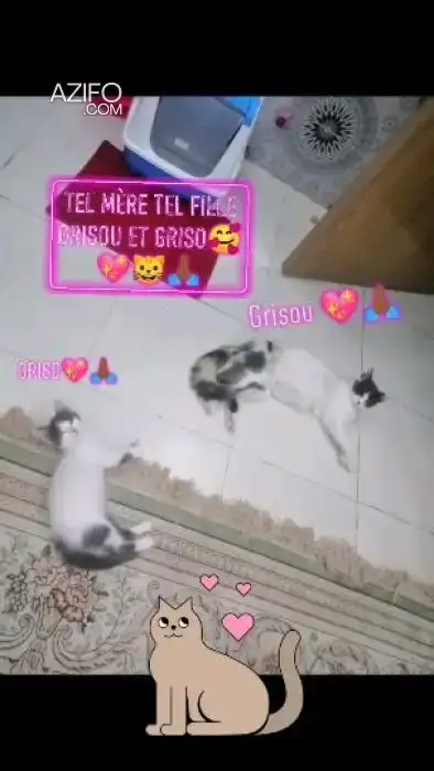Adoption chaton 2mois in مراكش, MOROCCO | Azifo