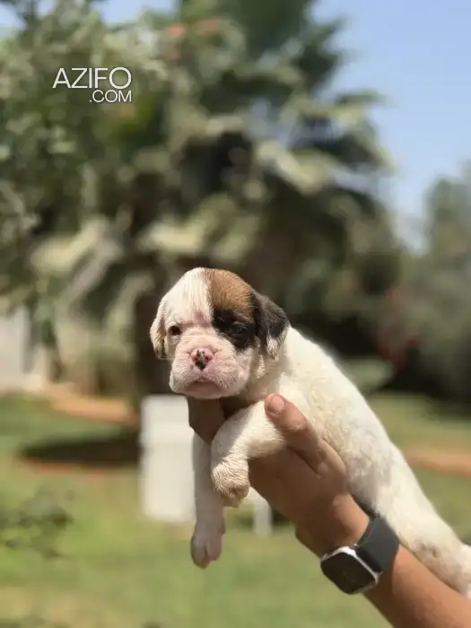 Portée de Chiots Boxer in Casablanca, MOROCCO | Azifo