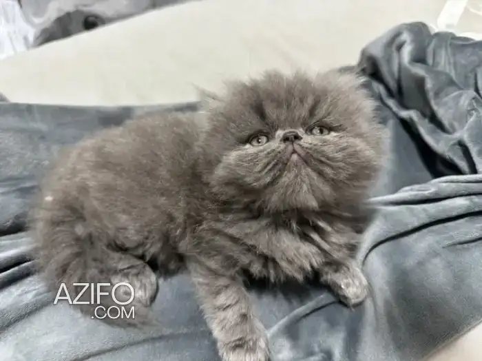 Chatons persan pure race in وجدة, MOROCCO | Azifo