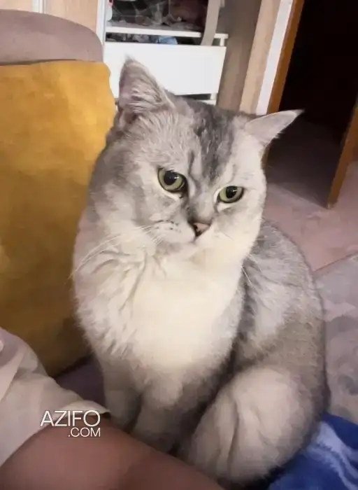 Chat British shorthair Bleu in وجدة, MOROCCO | Azifo