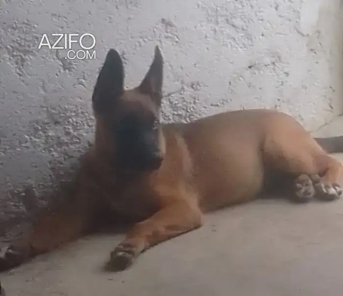 Chien Berger Malinois in Rabat, MOROCCO | Azifo