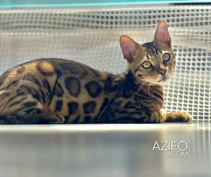Bengal chat in الرباط, MOROCCO | Azifo