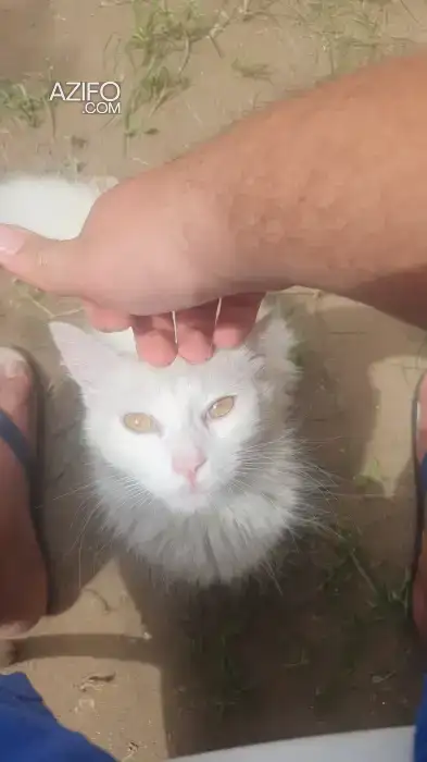 chat femelle angora in مراكش, MOROCCO | Azifo