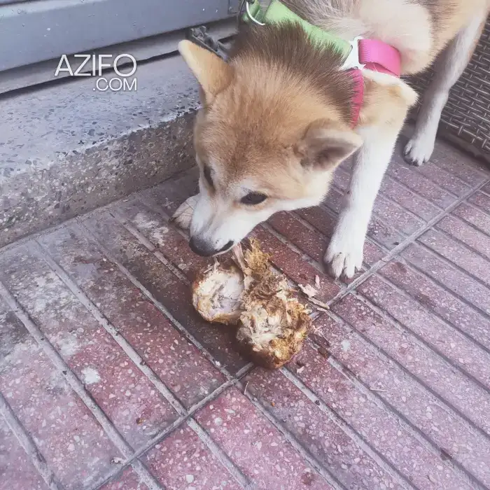 Chiot Femelle Akita Inu de 5 mois in Casablanca, MOROCCO | Azifo