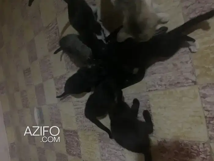Donation de chatons in وجدة, MOROCCO | Azifo
