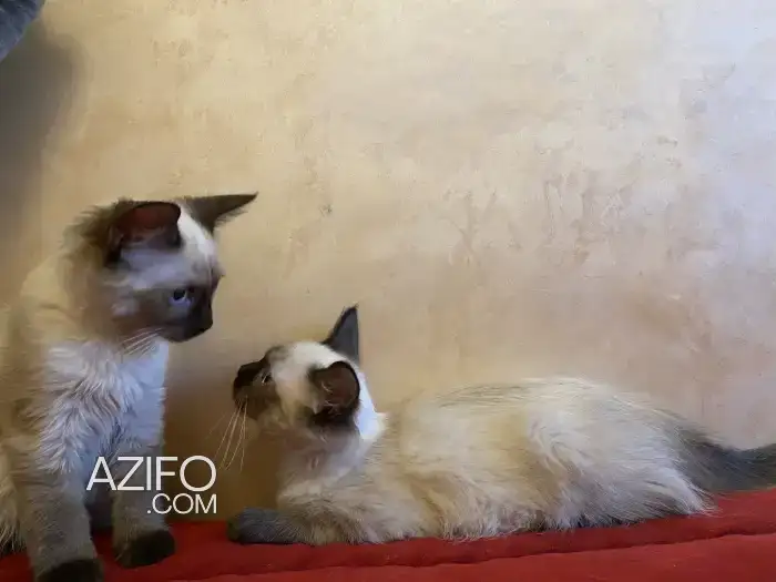 Chatons femelles balinais in Casablanca, MOROCCO | Azifo