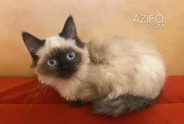 Chaton balinais femelle in Casablanca, MOROCCO | Azifo