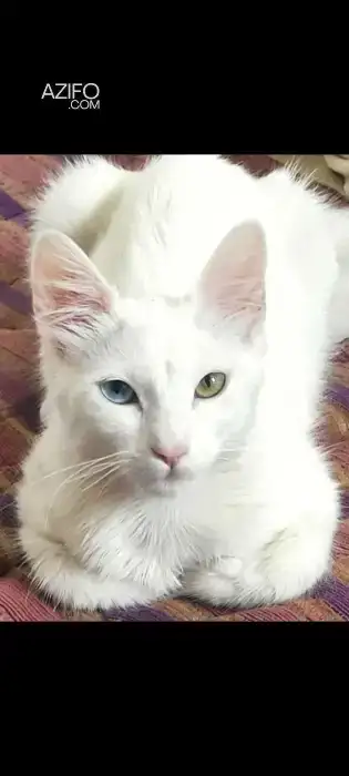 Superbe chatte à vendre in الدار البيضاء, MOROCCO | Azifo
