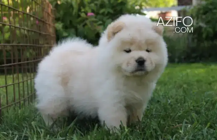 Chiot Chow Chow de 55 jours in الرباط, MOROCCO | Azifo