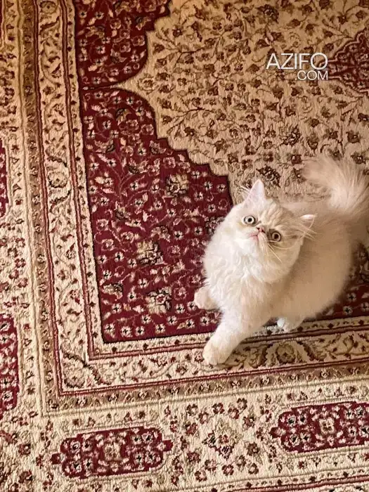 Chat persan in الدار البيضاء, MOROCCO | Azifo