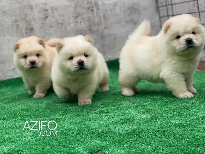Chiot Chow Chow de 45 jours in الرباط, MOROCCO | Azifo
