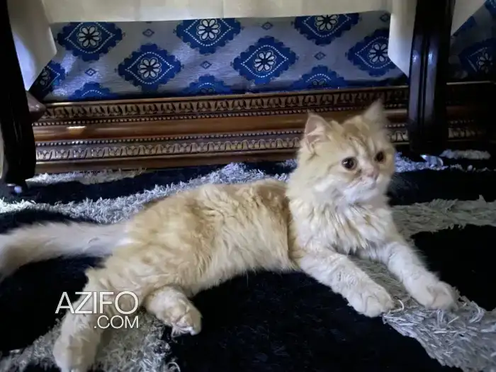 Persan chat in طنجة - أصيلة, MOROCCO | Azifo