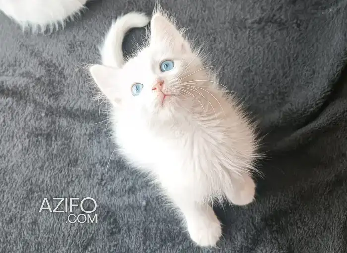 Angora turc chaton in الدار البيضاء, MOROCCO | Azifo