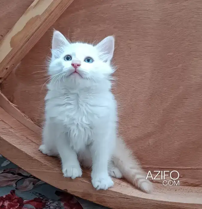 Shirazi croisé chaton in الدار البيضاء, MOROCCO | Azifo