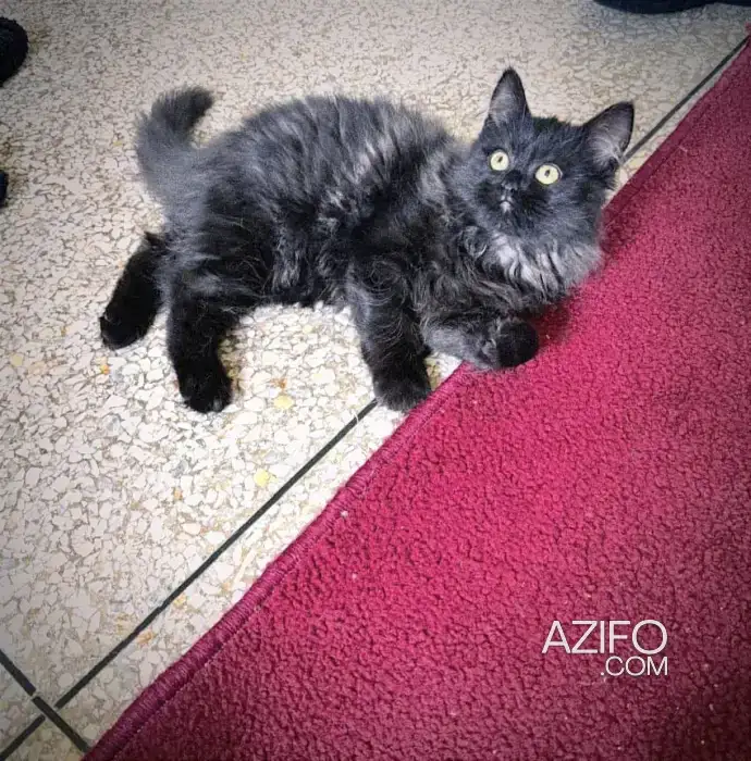 Shirazi chaton in الدار البيضاء, MOROCCO | Azifo