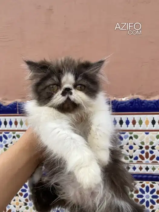 Male et femelle persans in الدار البيضاء, MOROCCO | Azifo