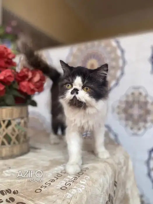 Chat persan in الدار البيضاء, MOROCCO | Azifo
