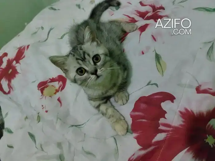 British Shorthair in الدار البيضاء, MOROCCO | Azifo