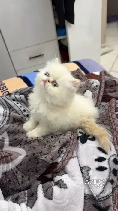 Chat Himalaya persan chinchilla yellow royal in الرباط, MOROCCO | Azifo