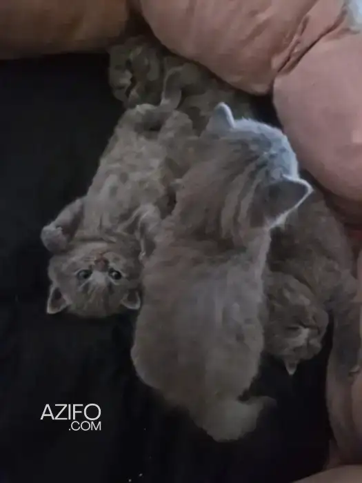 Bebe british shorthair in طنجة - أصيلة, MOROCCO | Azifo