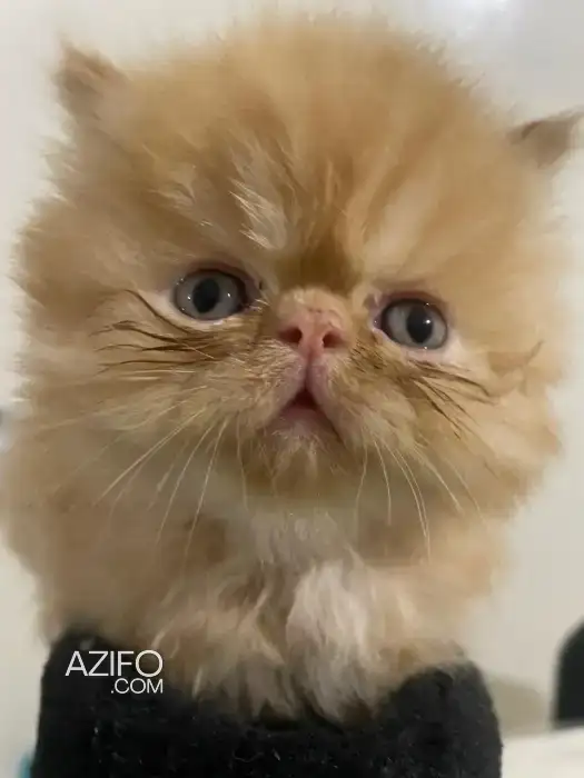 Chaton persan in Casablanca, MOROCCO | Azifo