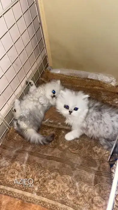Chat persan in وجدة, MOROCCO | Azifo