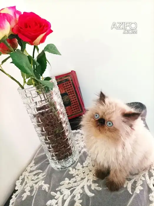 Chatons persan in Casablanca, MOROCCO | Azifo