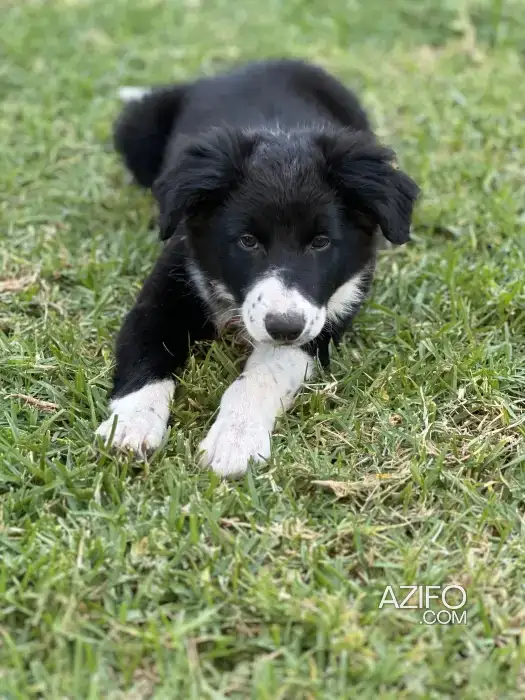 Chiot Femelle Border Collie de 3 mois in الدار البيضاء, MOROCCO | Azifo