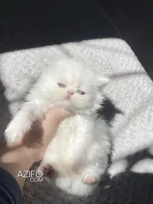 Chat persan in الدار البيضاء, MOROCCO | Azifo