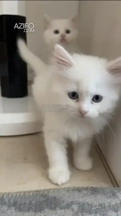 Angora American in Casablanca, MOROCCO | Azifo