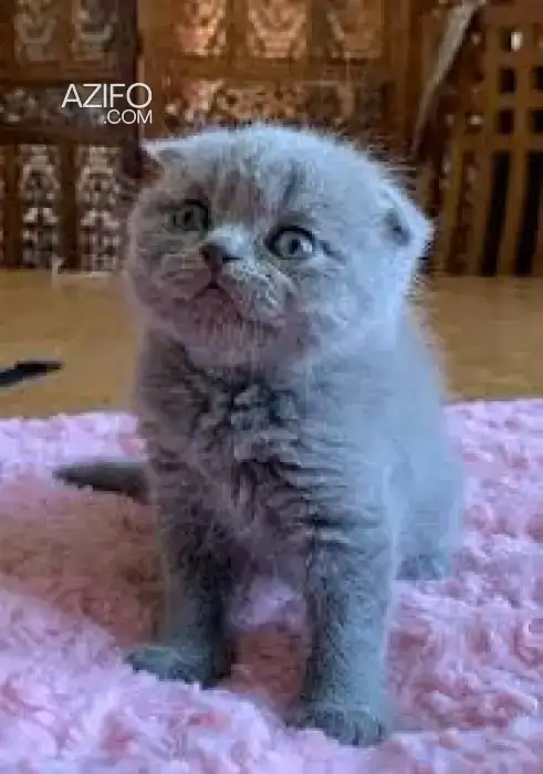 Scottish fold blue in Casablanca, MOROCCO | Azifo