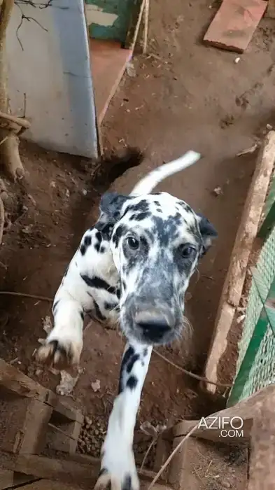 Chiot Mâle Dalmatien de 5mois in الرباط, MOROCCO | Azifo
