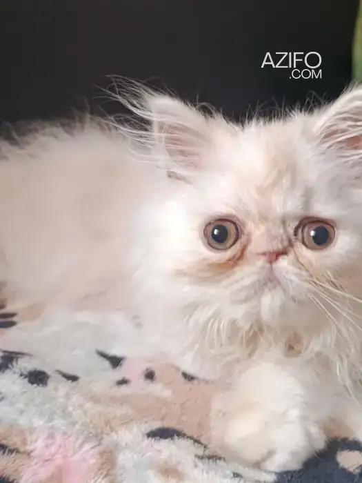 Chaton persan race pur 2 mois in Casablanca, MOROCCO | Azifo