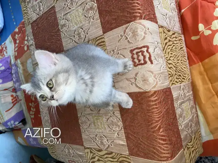 Chatons scottish femelles straight short in الدار البيضاء, MOROCCO | Azifo