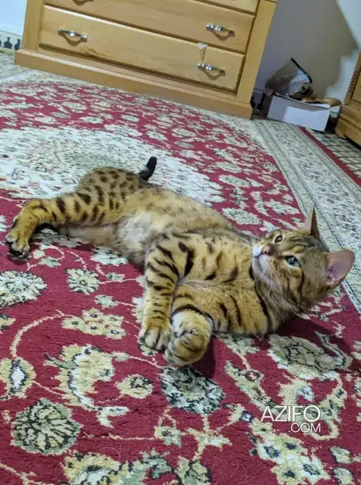 Chat bengal in الرباط, MOROCCO | Azifo