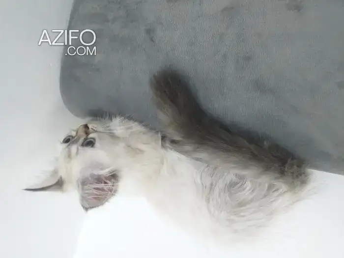 Chat persan chinchilla in الدار البيضاء, MOROCCO | Azifo