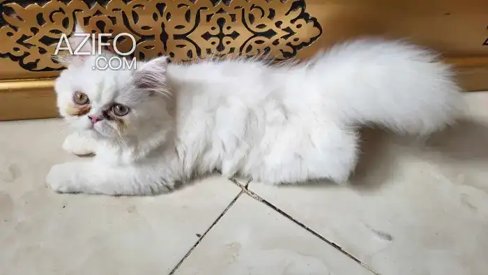 Chat persan in الدار البيضاء, MOROCCO | Azifo
