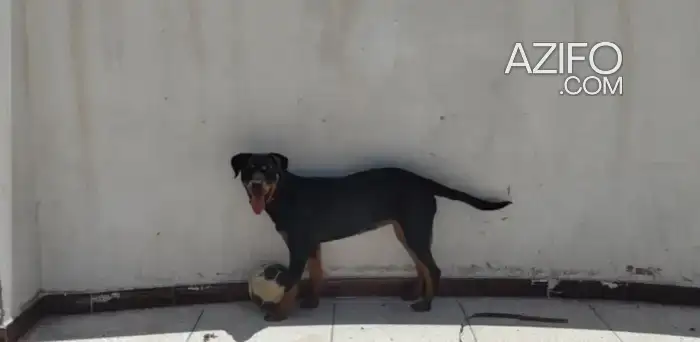 Chiot Femelle Rottweiler de 6mois in Agadir, MOROCCO | Azifo