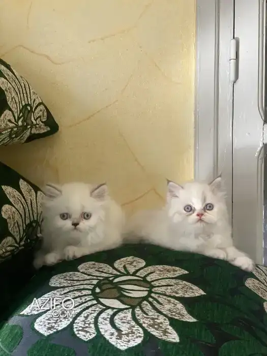 Ragdoll in الدار البيضاء, MOROCCO | Azifo