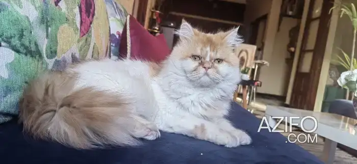 Vendre mon chat in مراكش, MOROCCO | Azifo