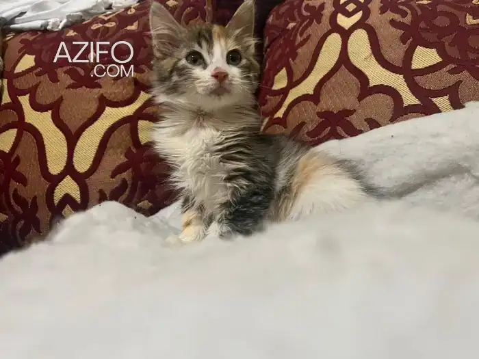 Sandy in مراكش, MOROCCO | Azifo