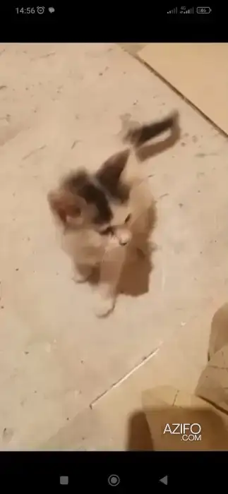 Chaton snow white in مراكش, MOROCCO | Azifo