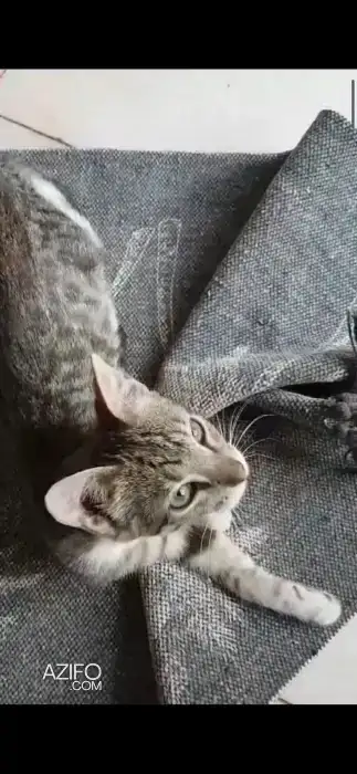Chaton lola  chez jouly in مراكش, MOROCCO | Azifo