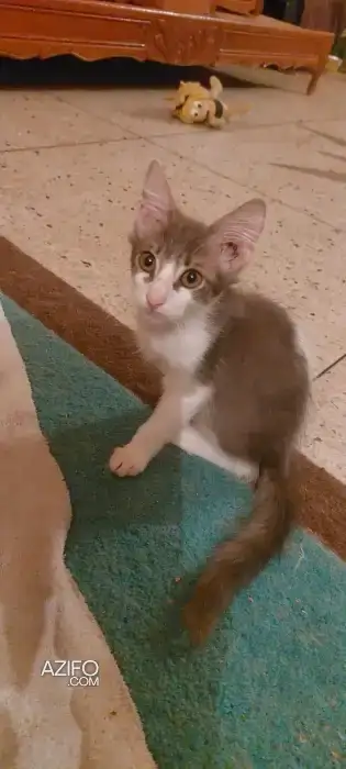 Chaton jax in مراكش, MOROCCO | Azifo