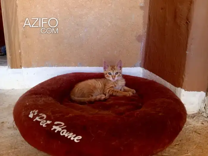 Baraka chaton in مراكش, MOROCCO | Azifo