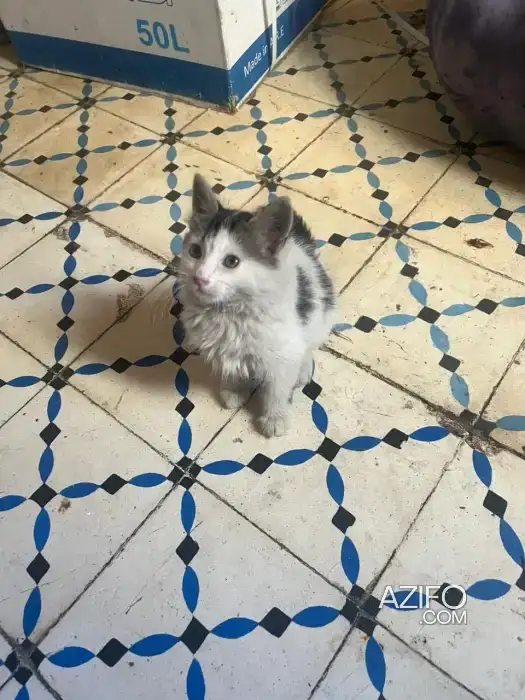 Adopter lovly in مراكش, MOROCCO | Azifo