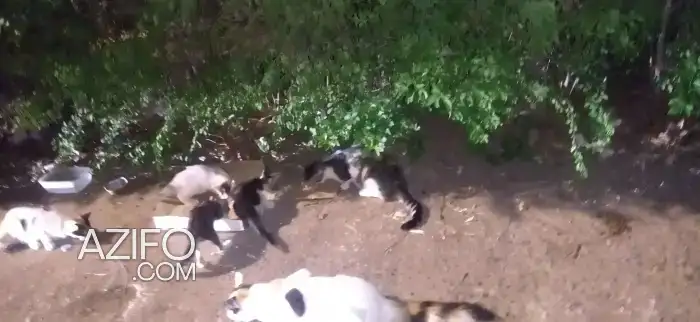 Adopter in مراكش, MOROCCO | Azifo