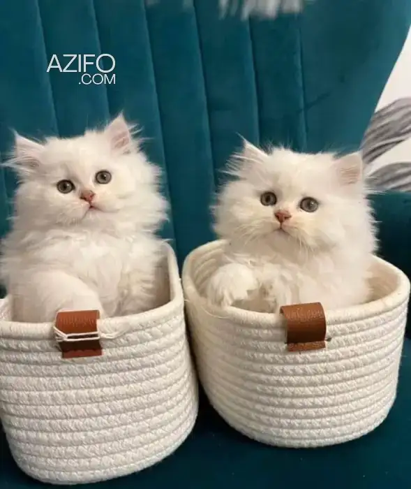 Chat persan in الدار البيضاء, MOROCCO | Azifo
